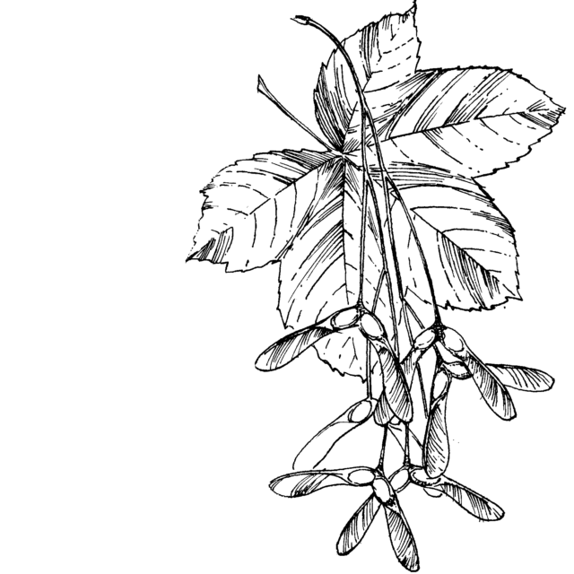 Gewone esdoorn - Acer pseudoplatanus tekening