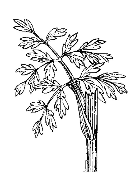 Hondspeterselie - Aethusa cynapium tekening