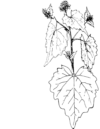 Look zonder look - Alliaria petiolata tekening