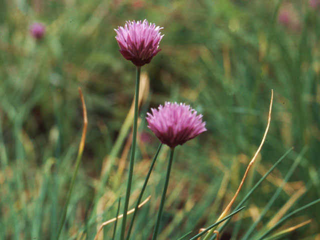 Bieslook - Allium schoenoprasum