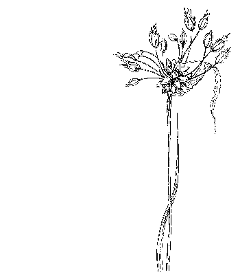 Bieslook - Allium schoenoprasum tekening