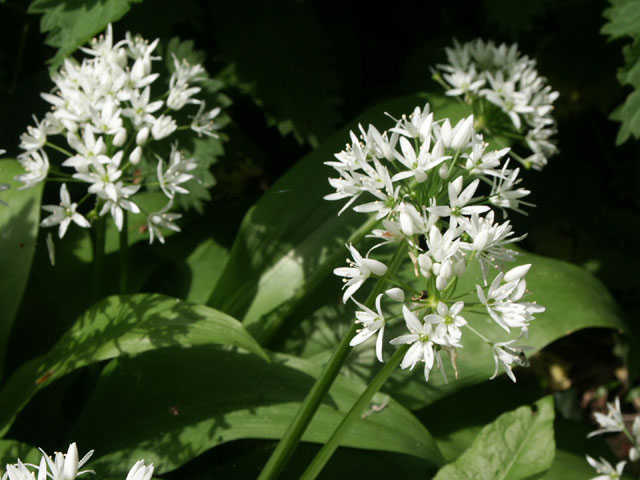 Daslook - Allium ursinum 4op3