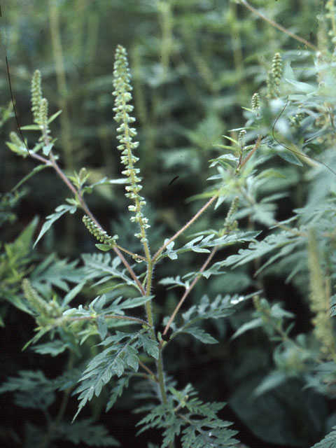 Zandambrosia - Ambrosia coronopifolia 3op4