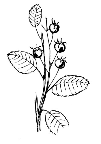 Drents krentenboompje - Amelanchier lamarckii tekening