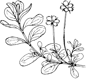 Rood guichelheil - Anagallis arvensis tekening