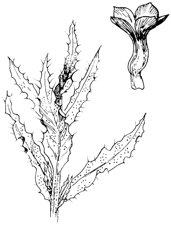 Kromhals - Anchusa arvensis tekening
