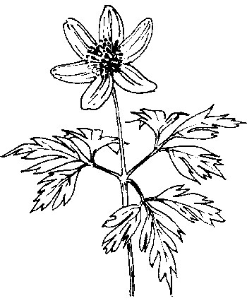 Bosanemoon - Anemone nemorosa tekening