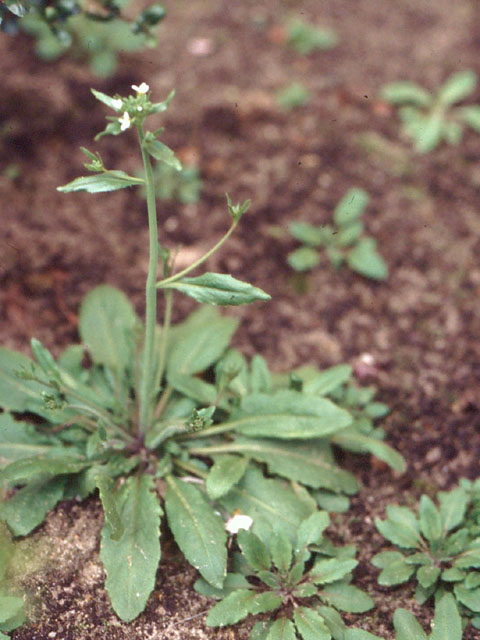 Zandraket - Arabidopsis thaliana 3op4