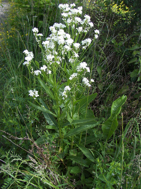 Mierikswortel - Armoracia rusticana 3op4