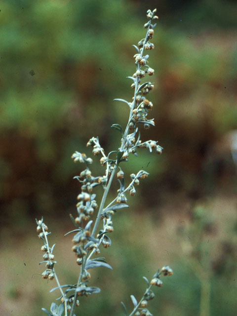 Absintalsem - Artemisia absinthium 3op4