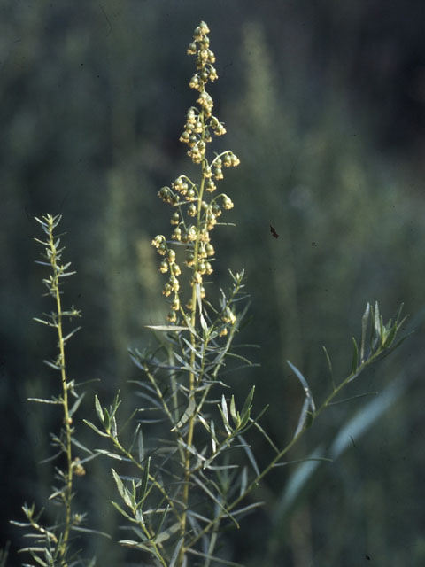 Dragon - Artemisia dranunculus 3op4