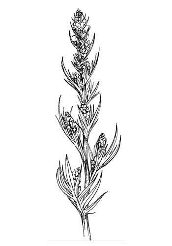 Bijvoet - Artemisia vulgaris tekening