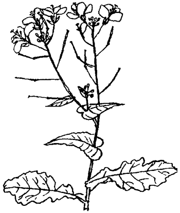 Koolzaad - Brassica napus tekening