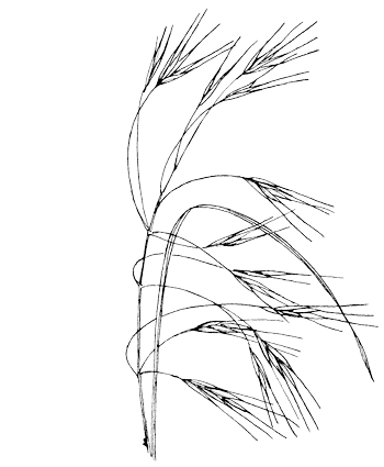 IJle dravik - Bromus sterilis tekening