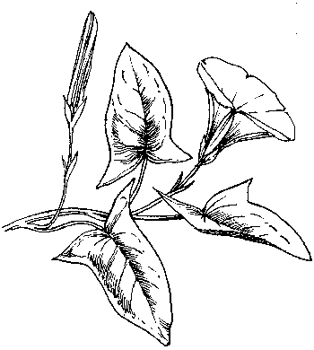 Haagwinde - Calystegia sepium tekening