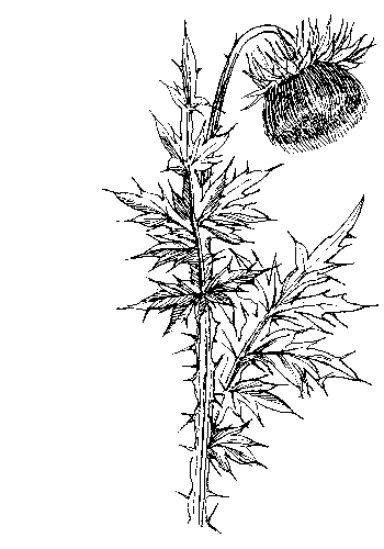 Kruldistel - Carduus crispus tekening