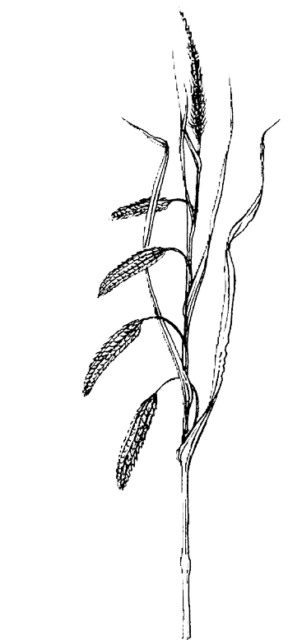 Hoge cyperzegge - Carex pseudocyperus tekening