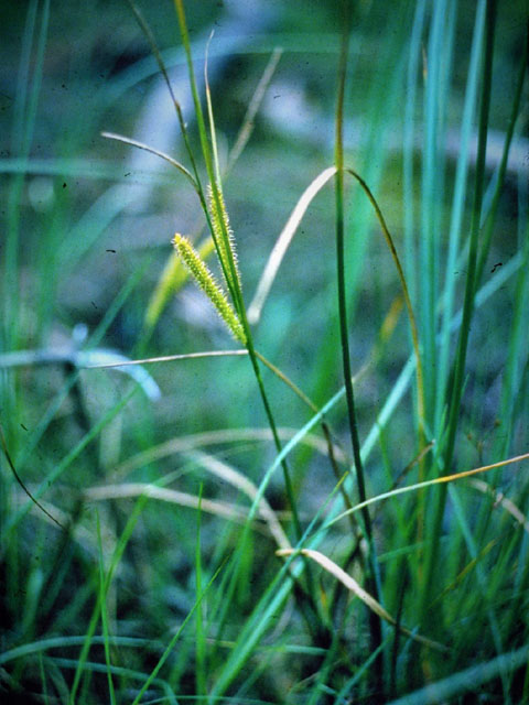 Snavelzegge - Carex rostrata 3op4