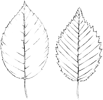 Haagbeuk - Carpinus betulus tekening
