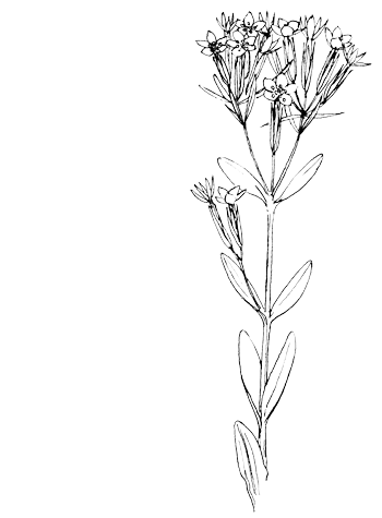 Echt duizenguldenkruid - Centaurium erythraea tekening