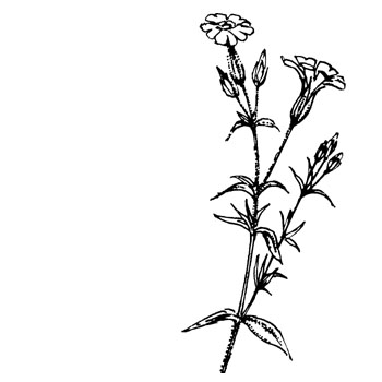Akkerhoornbloem - Cerastium arvense tekening