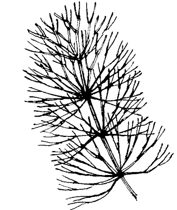 Grof hoornblad - Ceratophyllum demersum tekening