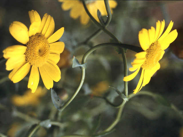 Gele ganzenbloem - Chrysanthemum segetum 4op3