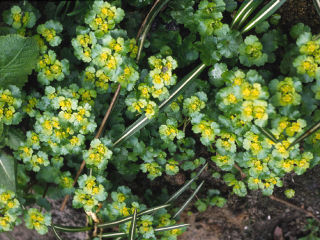 Verspreidbladig goudveil - Chrysosplenium alternifolium 4op3