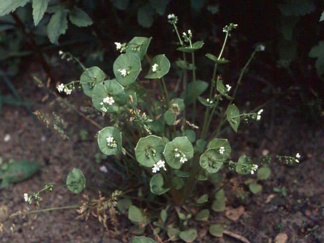 Witte winterpostelein - Claytonia perfoliata 4op3