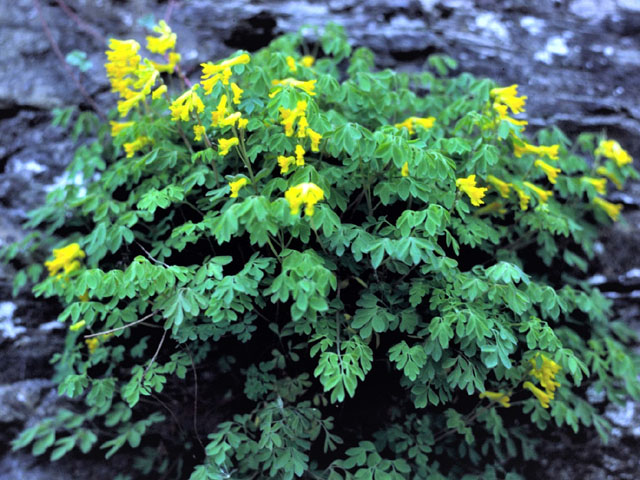 Gele helmbloem - Corydalis lutea 4op3