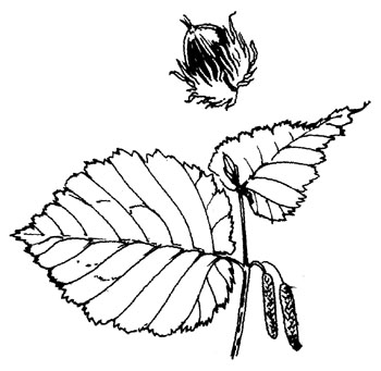 Hazelaar - Corylus avellana tekening