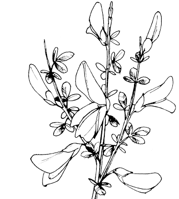 Gewone brem - Cytisus scoparius tekening
