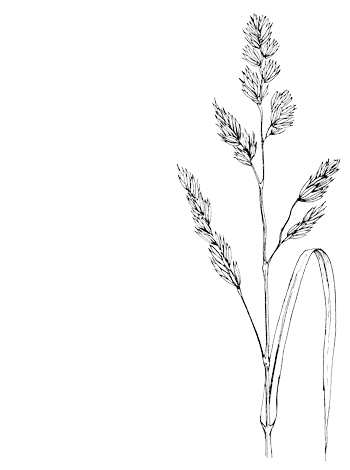 Gewone kropaar - Dactylis glomerata tekening