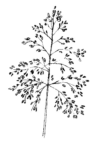 Bochtige smele - Deschampsia flexuosa tekening