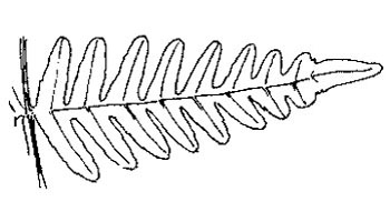 Brede stekelvaren - Dryopteris dilatata tekening