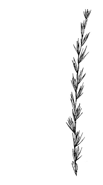 Kweek - Elymus repens tekening