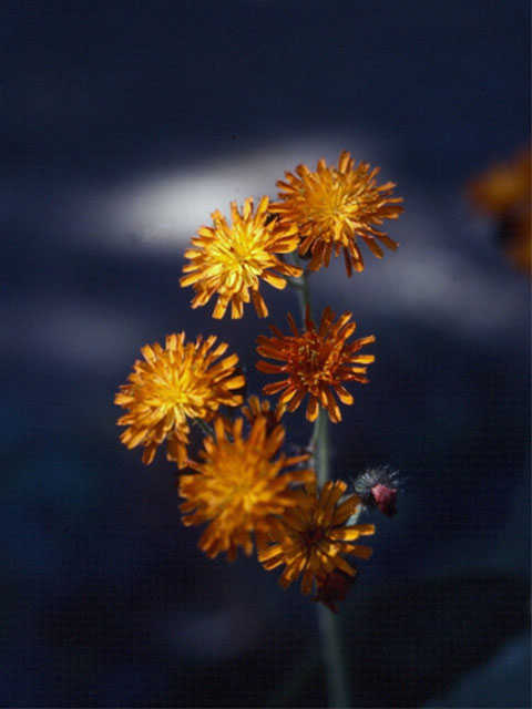 Oranje havikskruid - Hieracium aurantiacum 3op4
