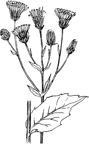 Stijf havikskruid - Hieracium laevigatum tekening