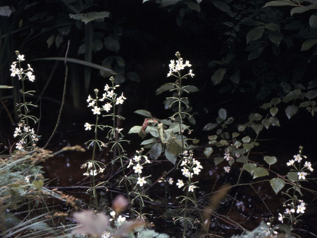 Waterviolier - Hottonia palustris 4op3