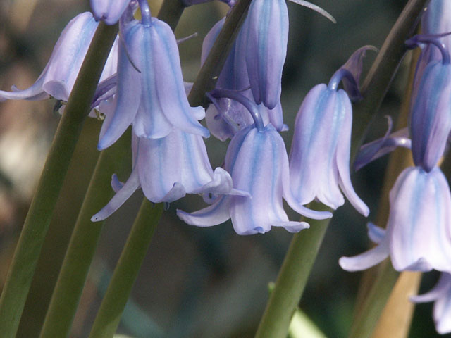 Wilde hyacinth - Hyacinthoides non-scripta 4op3