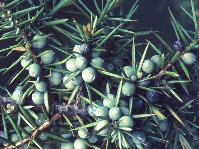 Jeneverbes - Juniperus communis 4op3