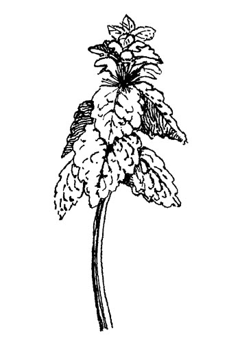 Paarse dovenetel - Lamium purpureum tekening