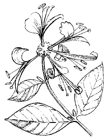 Wilde kamperfoelie - Lonicera periclymenum tekening
