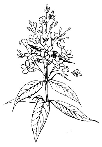 Gewone wederik - Lysimachia vulgaris tekening