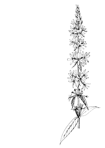 Gewone kattenstaart - Lythrum salicaria tekening