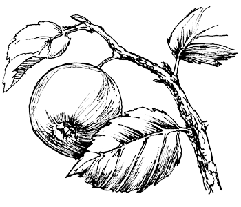 Wilde appel - Malus sylvestris tekening