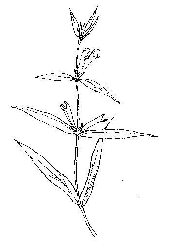 Hengel - Melampyrum pratense tekening