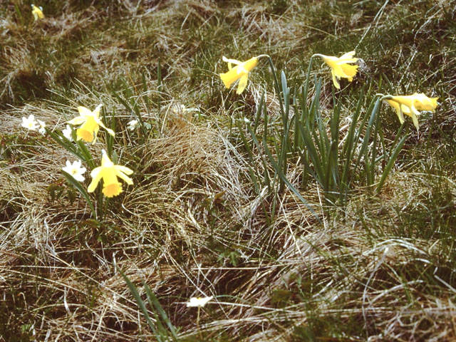 Wilde narcis - Narcissus pseudonarcissus 4op3