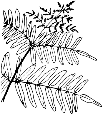 Koningsvaren - Osmunda regalis tekening