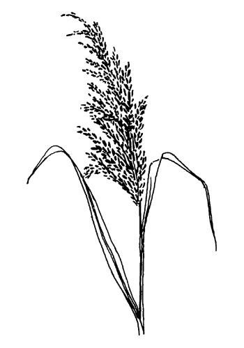 Riet - Phragmites australis tekening